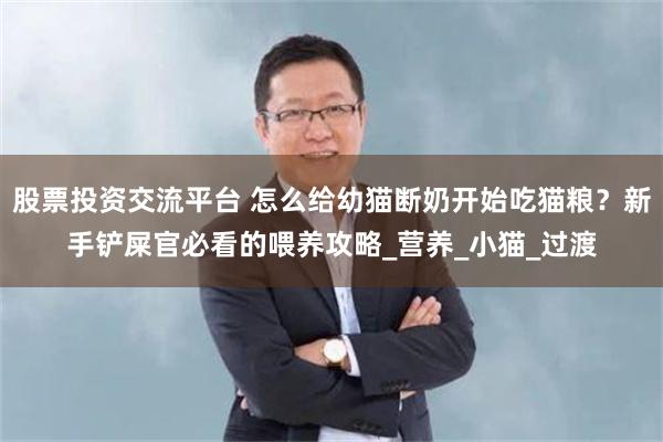 股票投资交流平台 怎么给幼猫断奶开始吃猫粮？新手铲屎官必看的喂养攻略_营养_小猫_过渡